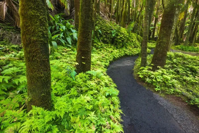 Framed Print : Palm Jungle trail at Hawaii Tropical Botanical Garden, Hamakua Coast, Big Island Framed Print : Palm Jungle trail at Hawaii Tropical Botanical Garden, Hamakua Coast, Big Island