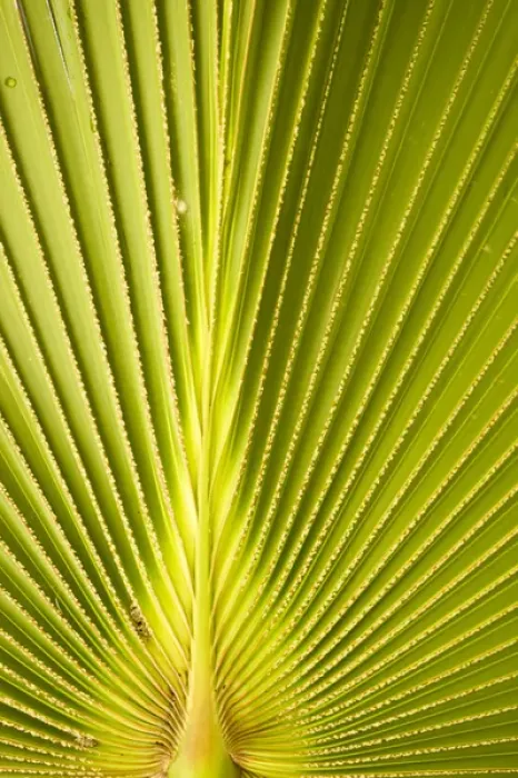 Framed Print : Palm leaf detail Framed Print : Palm leaf detail