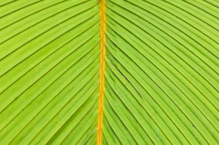 Framed Print : Palm leaves