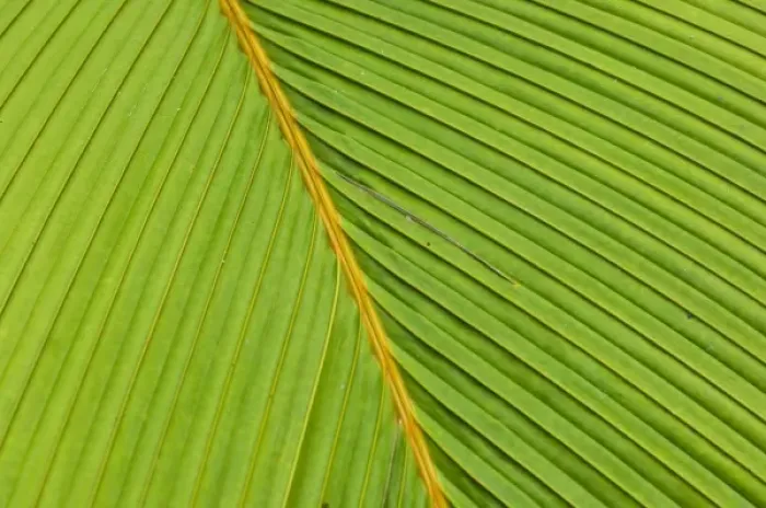 Framed Print : Palm leaves on Fregate Island Framed Print : Palm leaves on Fregate Island
