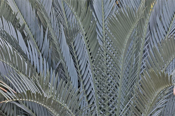 Palm leaves in silver plant display, Longwood Gardens Conservatory, Pennsylvania