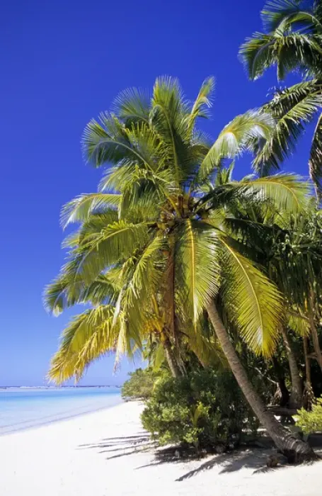 Framed Print : Palm lined beach Cook Islands Framed Print : Palm lined beach Cook Islands