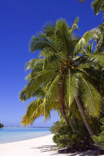 Palm lined beach Cook Islands