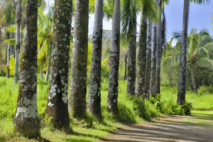 Framed Print : Palm-lined roadway in Garden of Eden Arboretum, Maui, Hawaii