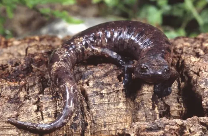 Framed Print : Palm Salamander, Bolitoglossa dofleini, Native to Honduras