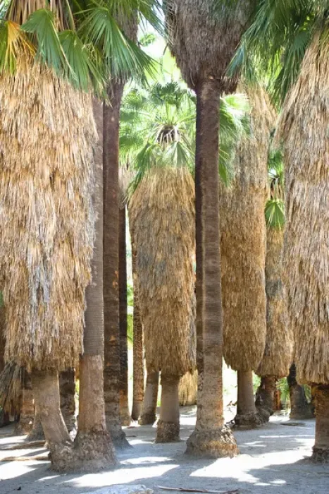 Framed Print : Palm Springs, CA, USA - Image of the trunks of palm trees. Vertical shot