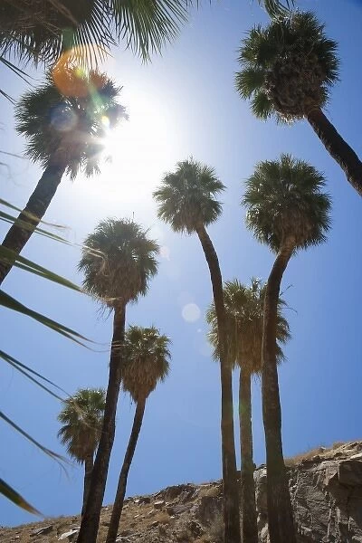 Palm Springs, CA, USA. Low angle view of palm trees against a bright blue sky