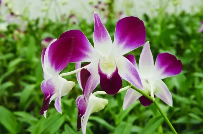 Framed Print : Palm Springs, California. Orchids Framed Print : Palm Springs, California. Orchids