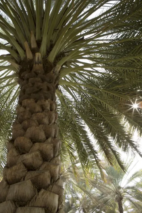 Framed Print : Palm tree from below. Oman Framed Print : Palm tree from below. Oman