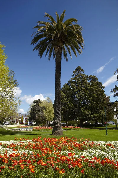 Palm tree and flower Gardens, Seymour Square, Blenheim, Marlborough, South Island