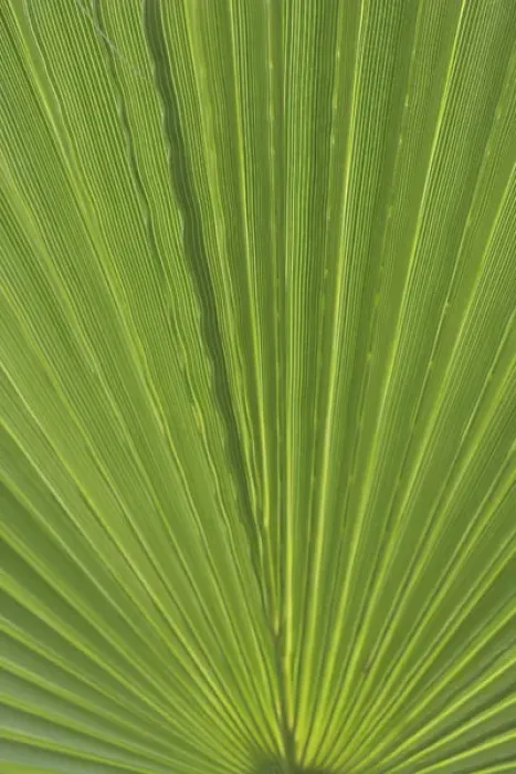 Framed Print : Detail of Palm Tree Frond Framed Print : Detail of Palm Tree Frond