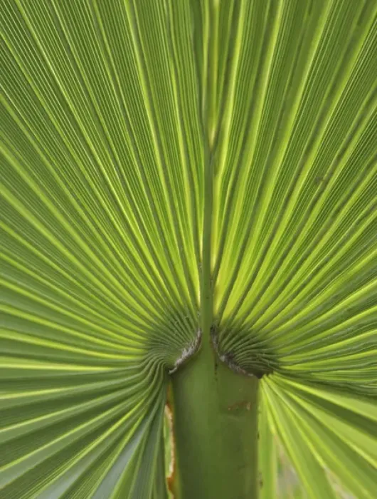 Framed Print : Detail of Palm Tree Frond Framed Print : Detail of Palm Tree Frond