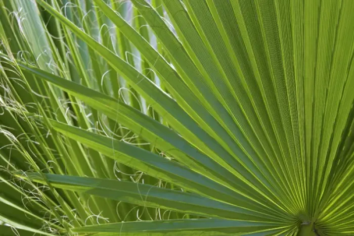 Framed Print : Detail of Palm Tree Frond Framed Print : Detail of Palm Tree Frond