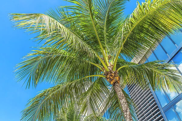 Palm tree fronds, Miami Beach, Florida