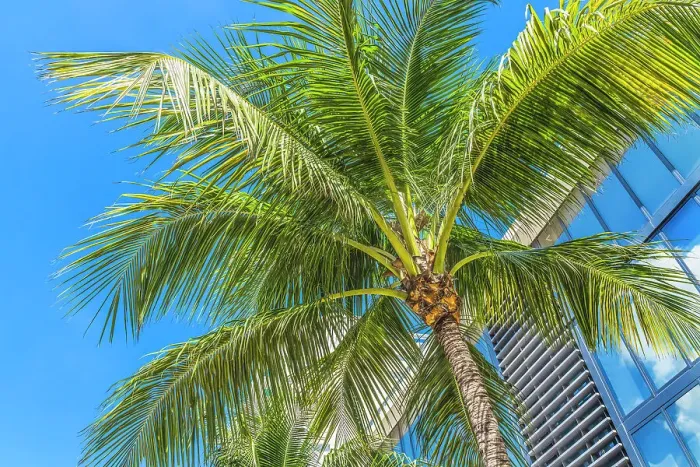 Framed Print : Palm tree fronds, Miami Beach, Florida Framed Print : Palm tree fronds, Miami Beach, Florida