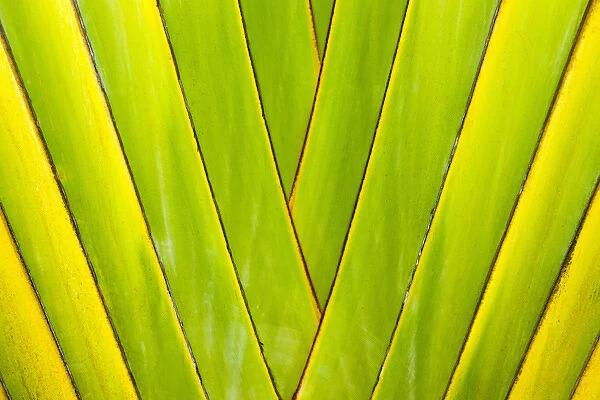 Palm tree, Honduras