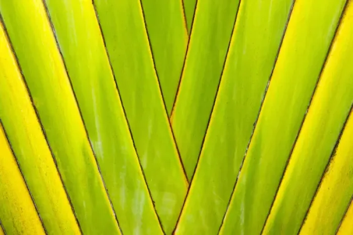 Framed Print : Palm tree, Honduras