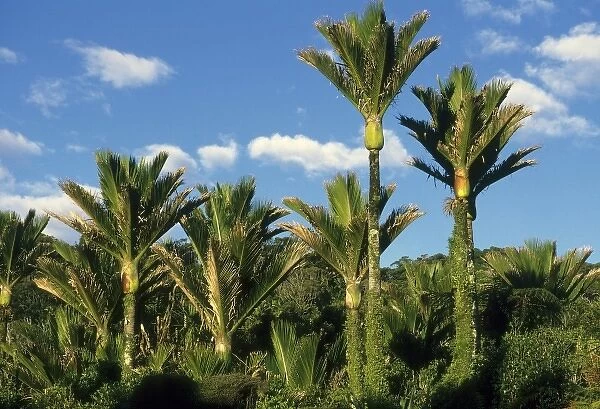 Palm tree, Nikau, (Rhopalostylis sapida), endemic to New Zealand, worlds southernmost Palm