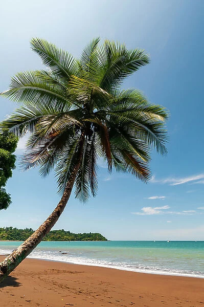 A palm tree on a pristine tropical beach. Drake Bay, Osa Peninsula, Costa Rica