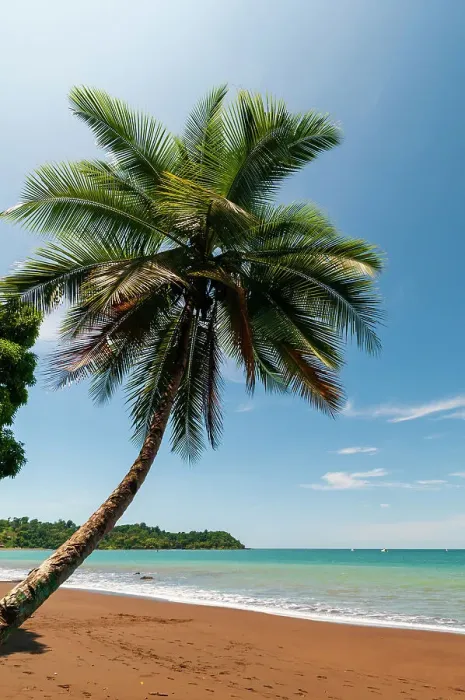 Framed Print : A palm tree on a pristine tropical beach. Drake Bay, Osa Peninsula, Costa Rica Framed Print : A palm tree on a pristine tropical beach. Drake Bay, Osa Peninsula, Costa Rica