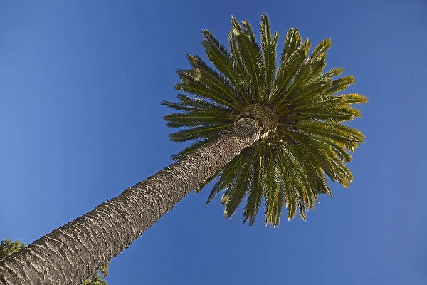 Palm tree, Seymour Square, Blenheim, Marlborough, South Island, New Zealand