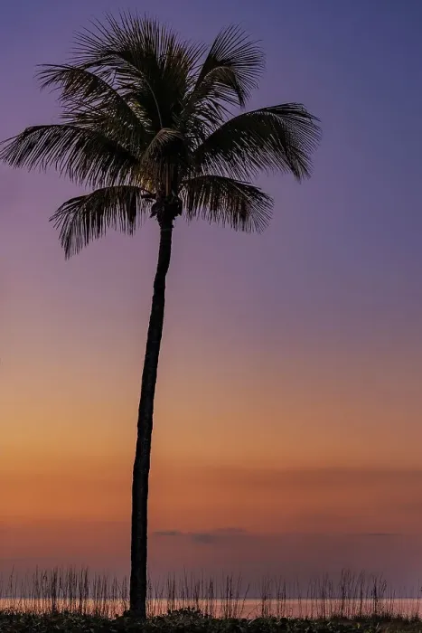 Framed Print : Palm tree silhouetted against the sunrise on Sanibel Island, Florida, USA Framed Print : Palm tree silhouetted against the sunrise on Sanibel Island, Florida, USA