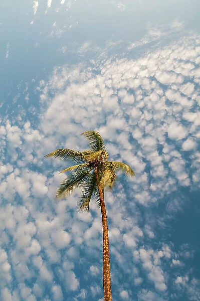 A palm tree with a sky full of puffy little clouds over head. Drake Bay, Osa Peninsula, Costa Rica