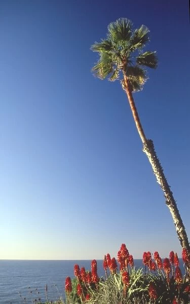 Palm Trees Over Beach, Scripps Institution of Oceanography, La Jolla, California, US