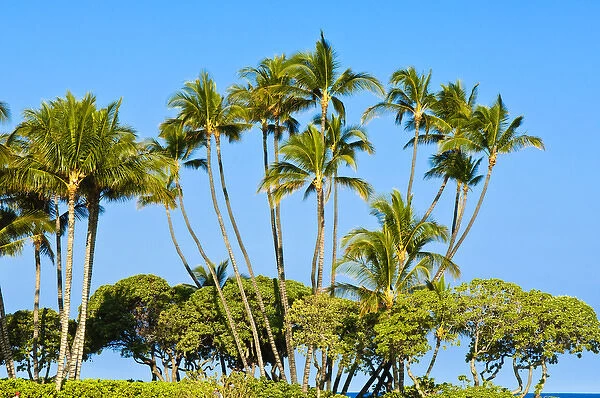 Palm trees Big Island Hawaii