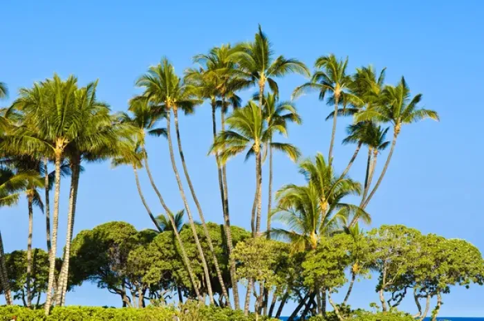 Framed Print : Palm trees Big Island Hawaii