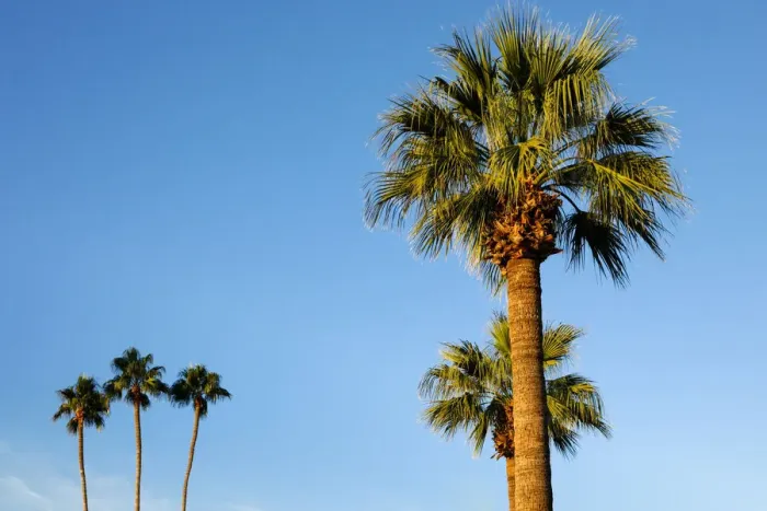 Framed Print : Palm trees, Carefree, Arizona Framed Print : Palm trees, Carefree, Arizona