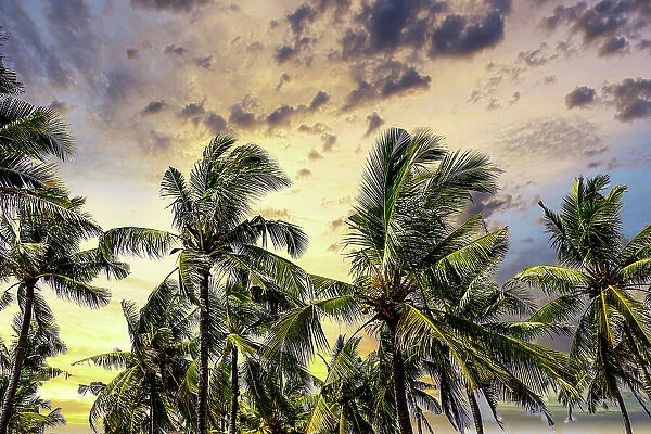 Palm trees along the coastal road, going into the mountains, Bali, Indonesia
