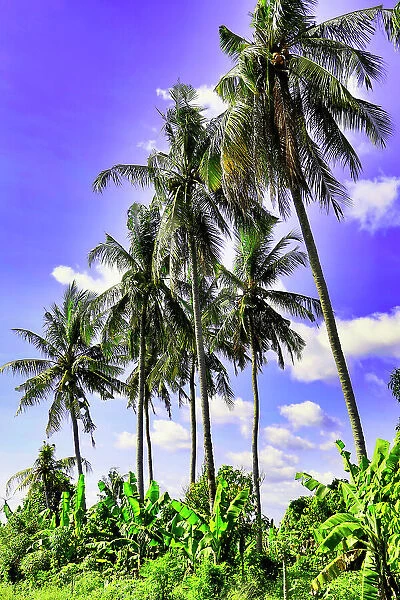 Palm trees along the coastal road, going into the mountains, Bali, Indonesia