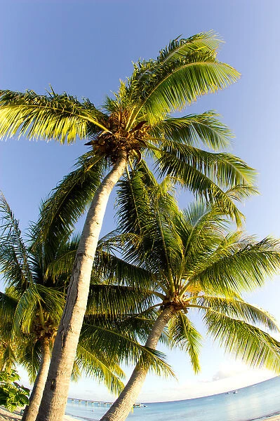 Palm Trees. Fakarava, Tuamotus, French Polynesia