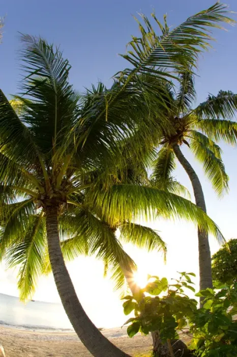 Framed Print : Palm Trees. Fakarava, Tuamotus, French Polynesia