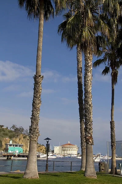 Palm trees frame Avalon Theater and Green Pier in the Avalon harbor on Catalina Island