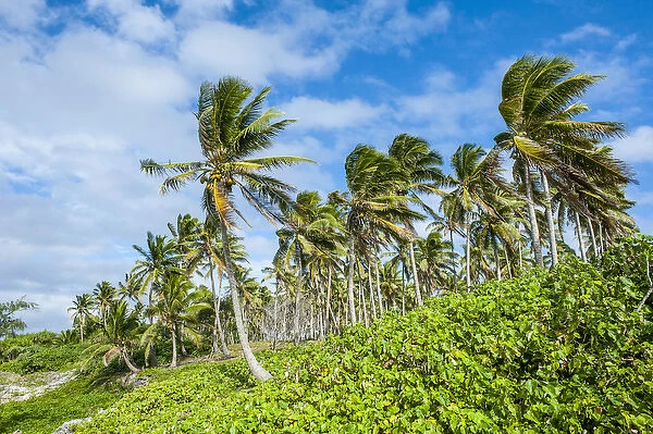 Palm trees in Haa'apai, Haapai, islands, Tonga, South Pacific