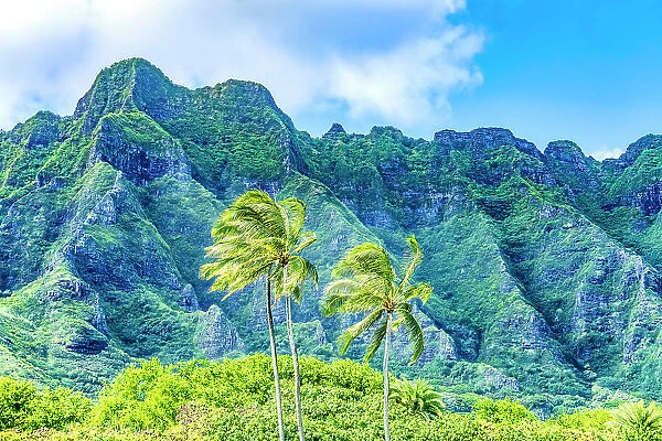 Palm trees, Ko?olau Regional Park, North Shore, Oahu, Hawaii