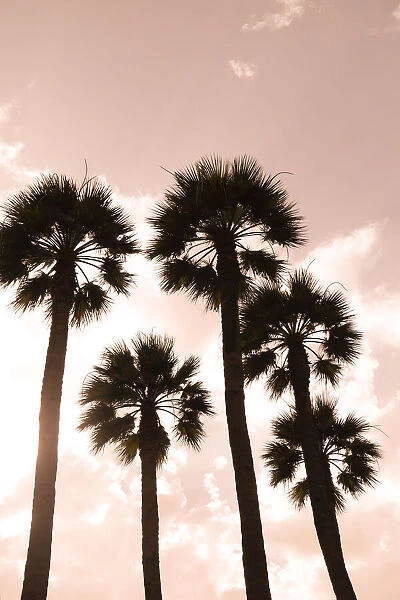 Palm trees. Luxor, Egypt