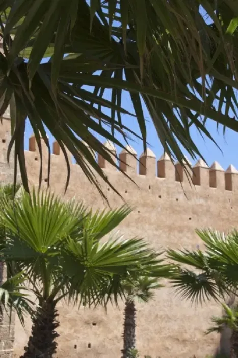 Framed Print : Palm trees and medina wall, Rabat, Morocco Framed Print : Palm trees and medina wall, Rabat, Morocco