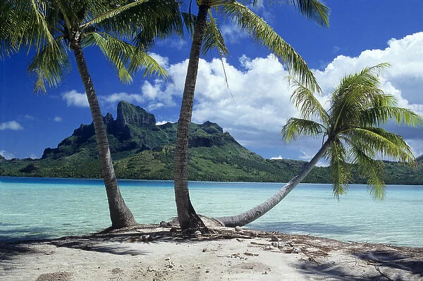 Palm trees on motu on the island of Bora Bora, Society Islands, French Polynesia