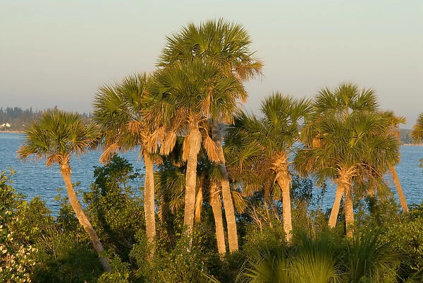 Palm Trees, Pelican Island National Wildlife Refuge, Florida, US