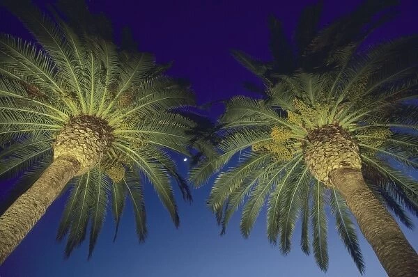 Palm Trees, San Francisco, California, USA