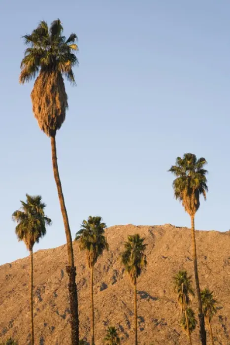 Framed Print : Palm trees and the San Jacinto Mountains in Palm Springs, California Framed Print : Palm trees and the San Jacinto Mountains in Palm Springs, California