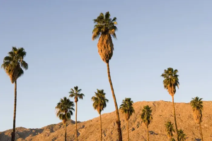 Framed Print : Palm trees and the San Jacinto Mountains in Palm Springs California USA