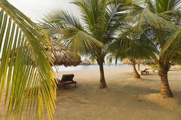 Palm trees on sandy beach, Placencia, Belize