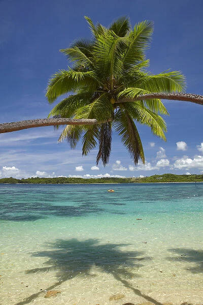 Palm trees, Shangri-La Fijian Resort, Yanuca Island, Coral Coast, Viti Levu, Fiji