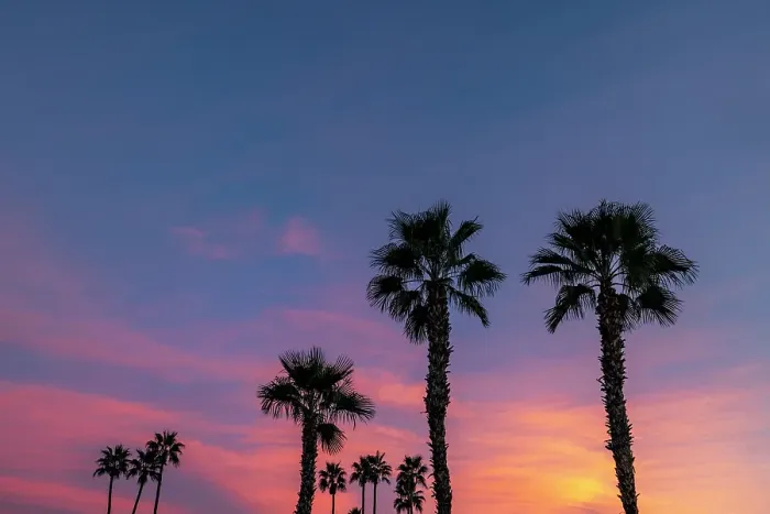 Framed Print : Palm trees silhouetted by brilliant sunset clouds in Palm Springs, California, USA