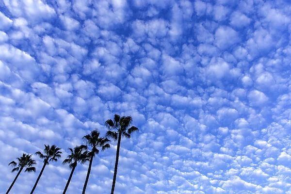 Palm trees silhouetted against puffy clouds in San Diego, California, USA