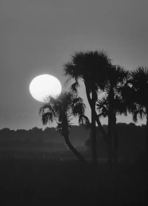 Framed Print : Palm trees and sunrise, Florida Framed Print : Palm trees and sunrise, Florida